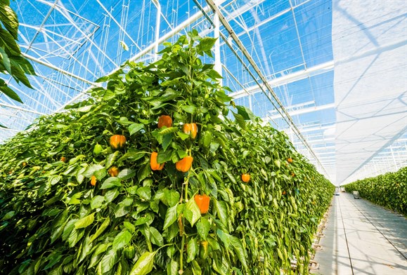 Rainbow Growers installs 20MW Electrode Boiler from PARAT Halvorsen